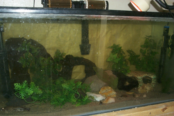 Slink's 50-Gallon Tank Downstairs